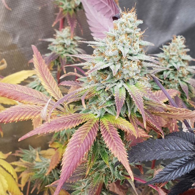 Original Sensible Seeds Pink Rozay Image 4